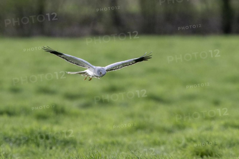 Hen harrier (Circus cyaneus), Emsland, Lower Saxony, Germany, Europe