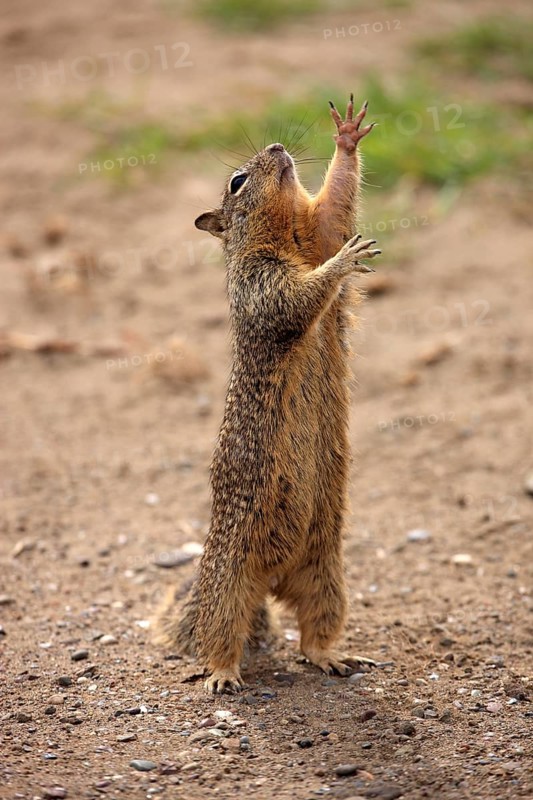California Ground Squirrel (Citellus beecheyi), adult, begging for food, Monterey, California, USA, North America