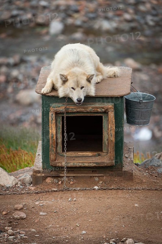 White sled dog lying chained on a doghouse, Inuit settlement Ittoqqortoormiit, Scoresbysund or Scoresby Sund or Greenlandic Kangertittivaq, East Greenland, Greenland, North America