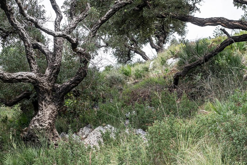 Cork oak (Quercus suber), Sicily, Italy, Europe