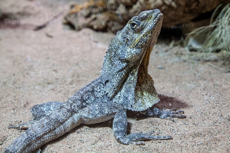 Collar lizard (Chlamydosaurus kingii), captive, Germany, Europe