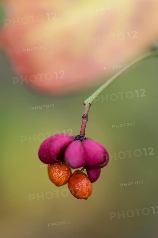 Peacock, spindle bush (Euonymus europaeus), fruit stand, Emsland, Lower Saxony, Germany, Europe