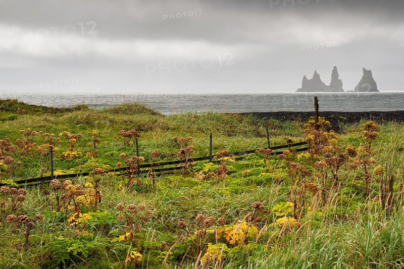 Beach with beach grass and angelica, wooden fence, rainy atmosphere, rock group Reynisdrangar near Vík í Mýrdal or Vik with the Skessudrangur, the Laddrangur and the Langhamar, according to legend three petrified trolls, south coast, Iceland, Europe