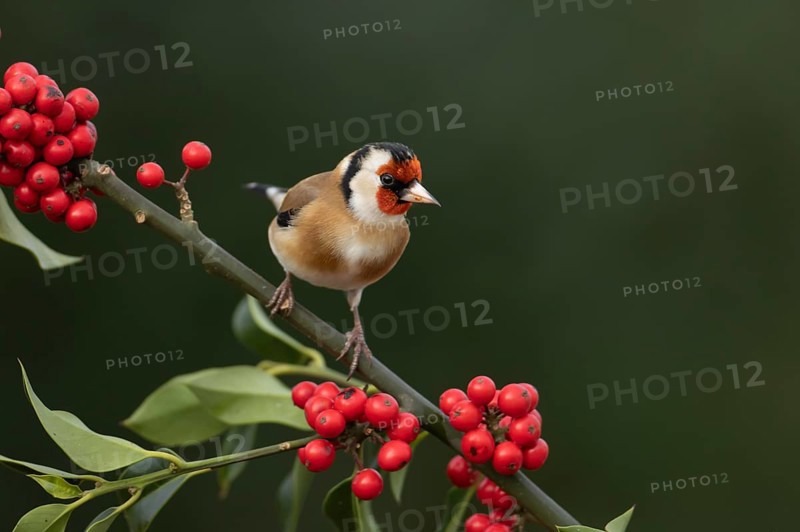 European goldfinch (Carduelis carduelis) adult bird on a Holly tree branch with red berries in the winter, England, United Kingdom, Europe