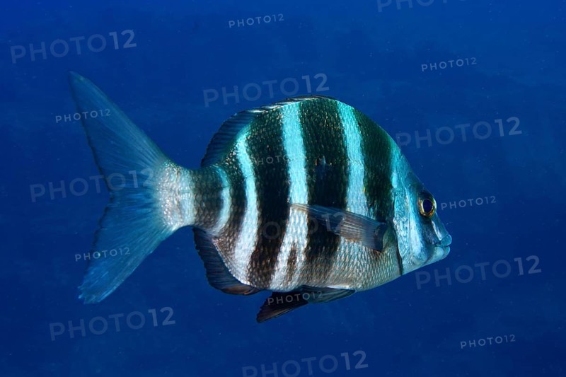 Close-up of a striped fish, zebra bream (Diplodus cervinus cervinus), swimming in the deep blue water. Dive site Las Rosas, Las Galletas, Tenerife, Canary Islands, Spain, Europe