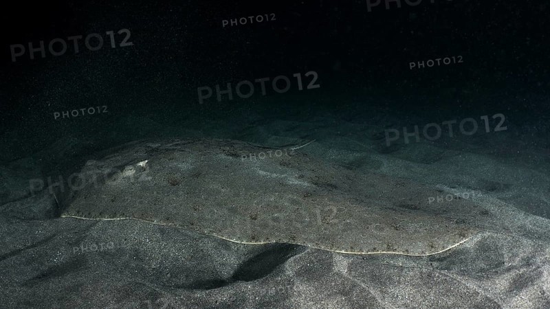 Butterfly ray (Gymnura altavela) rests camouflaged on the sandy seabed in dark surroundings. Dive site Playa, Los Cristianos, Tenerife, Canary Islands, Spain, Europe
