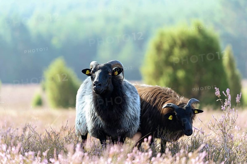 Heidschnucken (Ovis aries) in the blooming heathland, Südheide Nature Park, Lüneburg Heath, Lower Saxony, Germany, Europe