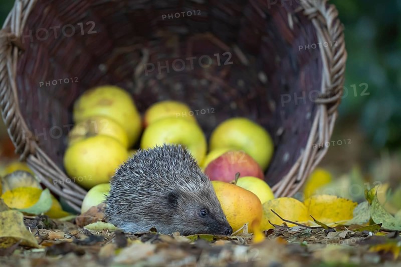 European hedgehog (Erinaceus europaeus) adult animal on fallen autumn leaves on a garden lawn in front of a basket of apples, England, United Kingdom, Europe