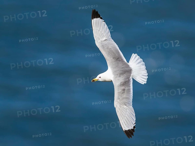 Black-legged Kittiwake, Rissa tridactyla, bird in flight over sea, Bempton Cliffs, North Yorkshire, England, United Kingdom, Europe