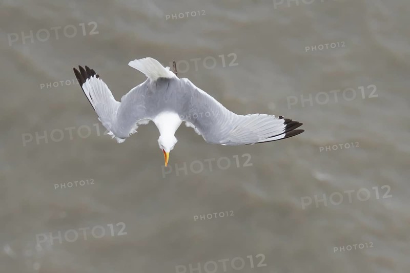 Kittiwake (Rissa tridactyla) adult bird calling in flight over the sea in the summer, Yorkshire, England, United Kingdom, Europe