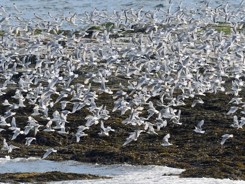 Black-legged kittiwake (Rissa tridactyla), flock flying off from coastal rocks of Arctic Ocean, beside breeding colony, May, Varanger Fjord, Norway, Europe