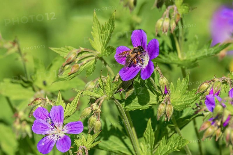Wood cranesbill (Geranium sylvaticum) in bloom with a pollinating bumblebee on a meadow