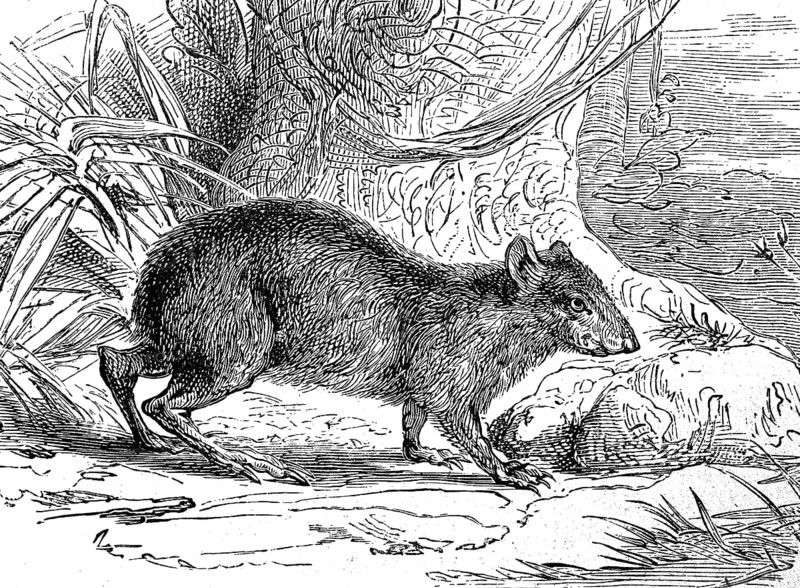 Goldaguti, Dasyprocta leporina, rodent, illustration from 1885, historical, digital reproduction of an original from the 19th century