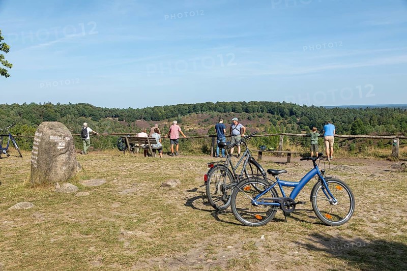 Juniper (Juniperus communis), people, bicycles, viewpoint, Totengrund near Wilsede, Bispingen, Lüneburg Heath, Lower Saxony, Germany, Europe