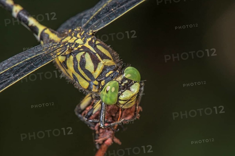 Detailed macro photograph of an Onychogomphus forcipatus (Onychogamphus forcipatus) emphasising its shimmering green eyes and impressive pattern, Baden-Württemberg, Germany, Europe