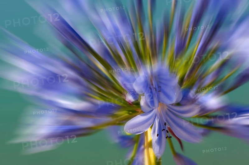 Flower impression, Blue lily (Agapanthus praecox), zoom effect