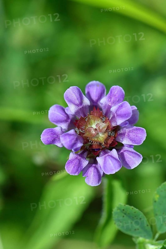 Large Self-heal (Prunella grandiflora), Large Self-heal, blue flower on a forest path, close-up from above, Wilnsdorf, North Rhine-Westphalia, Germany, Europe