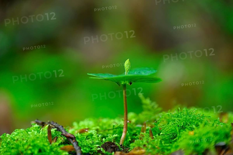 Seedling of copper beech (Fagus silvatica), Lower Rhine, North Rhine-Westphalia, Germany, Europe