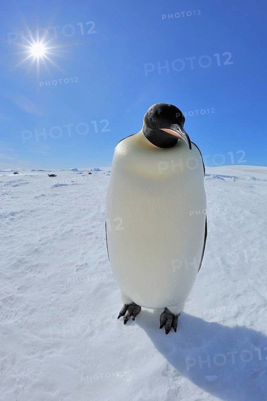 Emperor penguins (Aptenodytes forsteri), Adult with Sun, Snow Hill Island, Antartic Peninsula, Antarctica