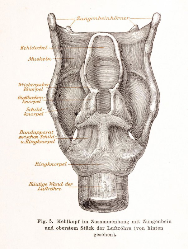 Medicine, anatomy, illustration, drawing shows in detail the human larynx in connection with hyoid bone and uppermost part of the oesophagus, with captions, hyoid horns, epiglottis, muscles, Wrisberg's cartilage, thyroid cartilage, ligamentous apparatus, cricoid cartilage and membranous wall of the trachea, historical illustration in black and white from Meyers encyclopedia 4th edition 1889 and 1890, Germany, Europe