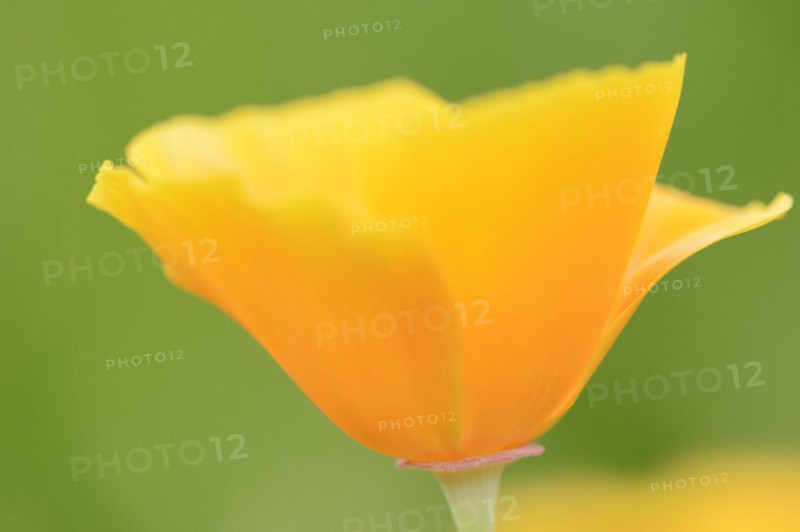 California poppy (Eschscholzia californica), flower, ornamental plant, North Rhine-Westphalia, Germany, Europe