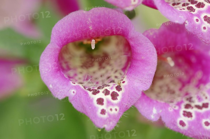 Common foxglove (Digitalis purpurea), flower, North Rhine-Westphalia, Germany, Europe