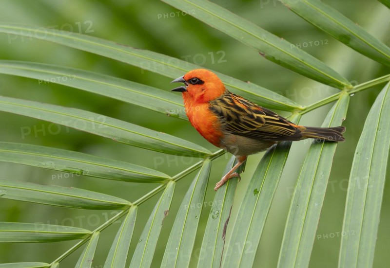 Red fody (Foudia madagascariensis), male, sitting on a palm tree, occurring in Madagascar, captive