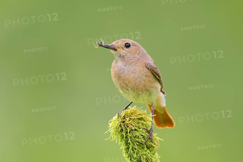 Common redstart (Phoenicurus phoenicurus), female with food on a mossy branch, songbird, wildlife, Neunkirchen im Siegerland, North Rhine-Westphalia, Germany, Europe