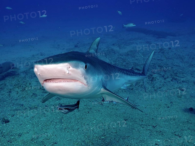 Tiger shark (Galeocerdo cuvier) with open mouth from the front, surrounded by small fish in the deep blue sea. Dive site Bonair, Jupiter, Florida, USA, North America