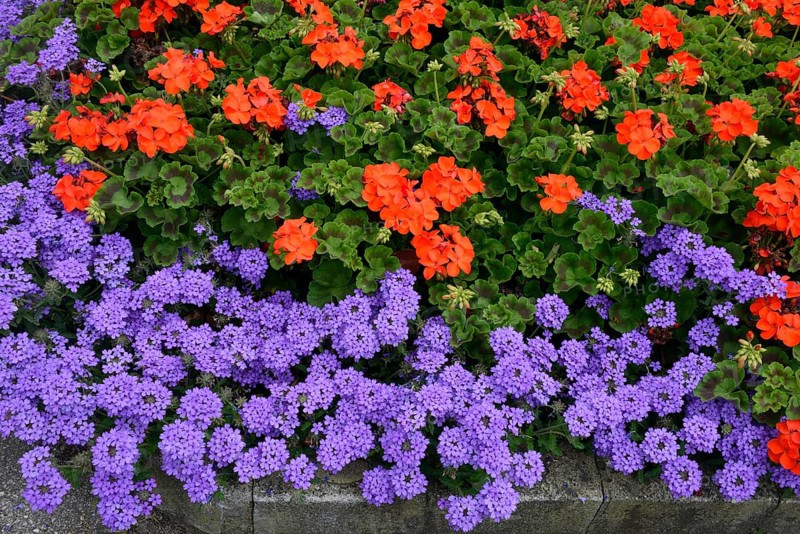 Bed with verbenas and geraniums, inflorescence