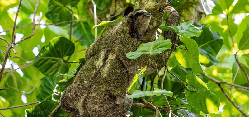 Brown-throated sloth (Bradypus variegatus) climbing a tree, Cahuita National Park, Costa Rica, Central America