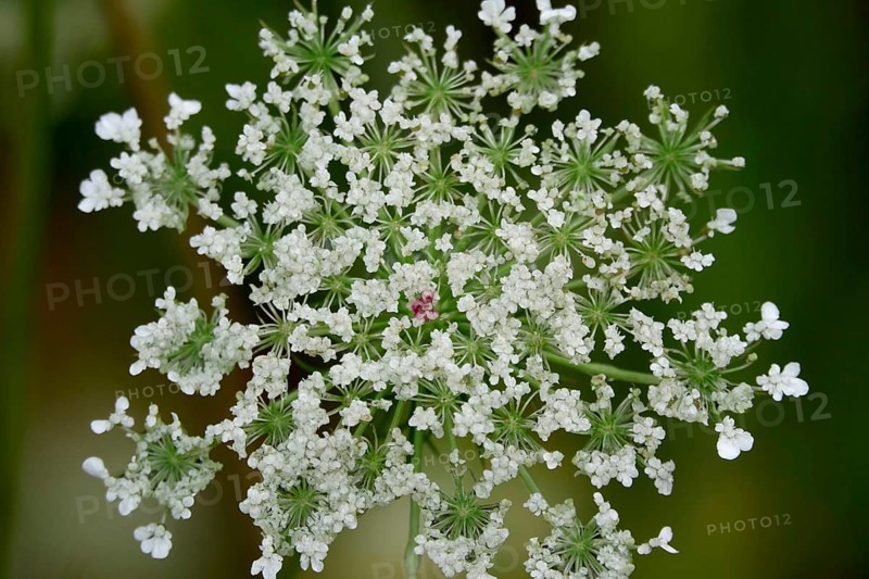 Wild carrot, summer, Germany, Europe