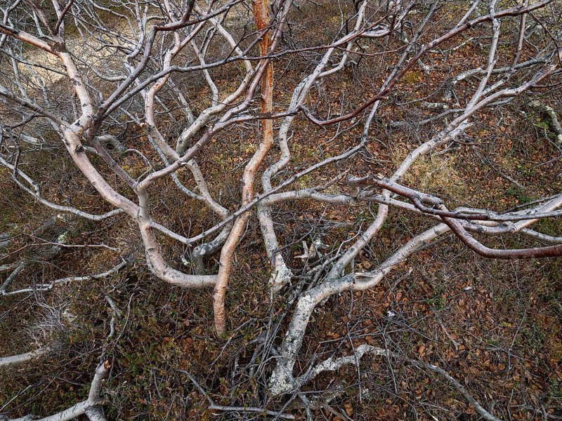 Dwarf Birch (Betula Nana), ancient old, gnarled trees growing on the tundra, May, Varanger Fjord, Norway, Europe
