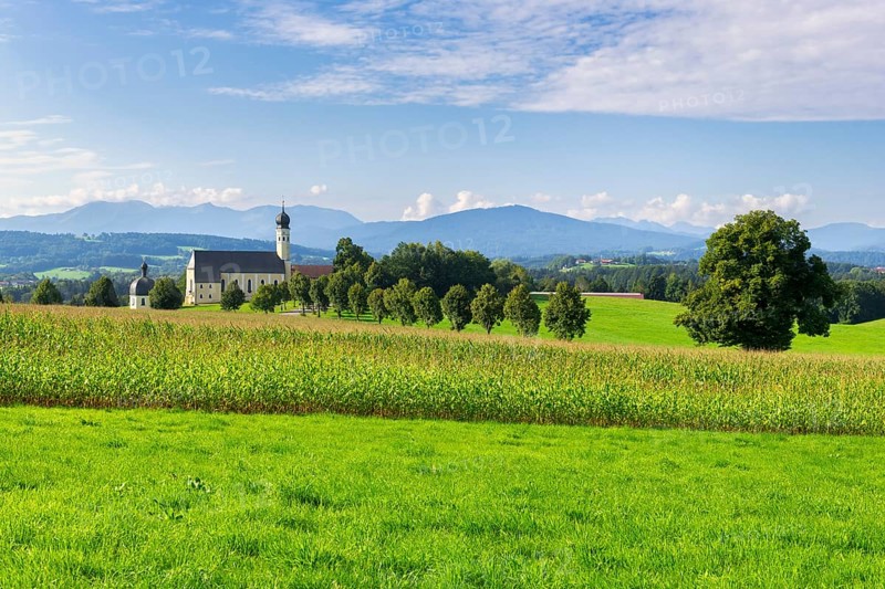 Pilgrimage church of St Marinus and Anian in Wilparting, cornfield, avenue, meadow, municipality of Irschenberg, Oberland, Upper Bavaria, Bavaria, Germany, Europe