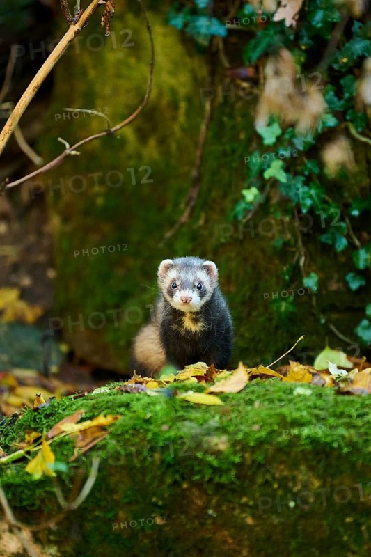 Ferret (Mustela putorius furo) standing on rock, Bavaria, Germany, Europe
