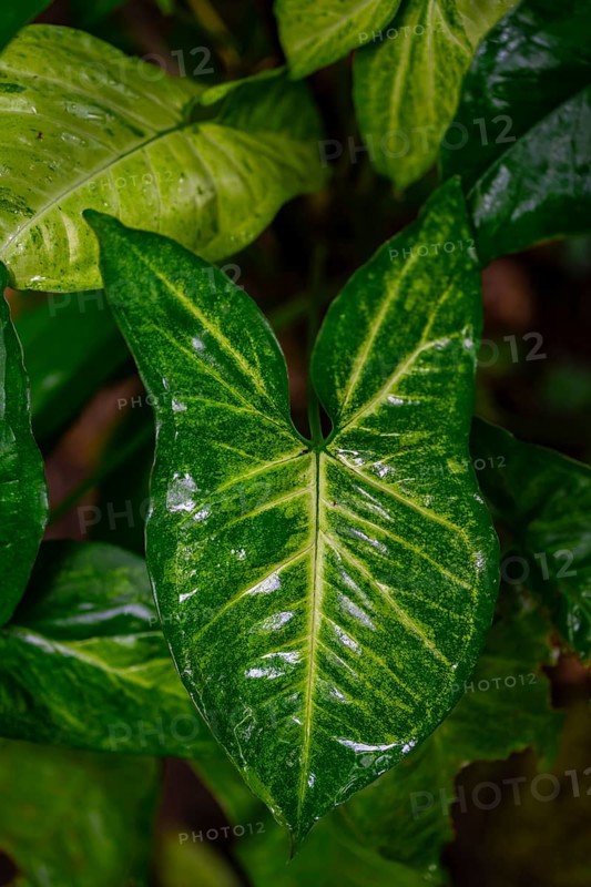 Purple moth (Syngonium podophyllum), details in the jungle, dense vegetation, Tortuguero National Park, Costa Rica, Central America