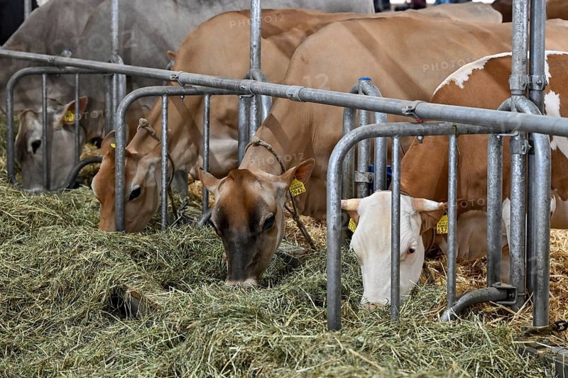 Jersey dairy cows and Swiss Fleckvieh dairy cows