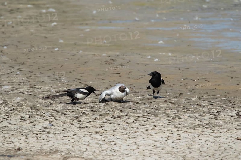 Black headed gull (Chroicocephalus ridibundus) adult bird dying of bird flu being attacked by two Eurasian magpie (Pica pica) on a scrape, Suffolk, England, United Kingdom, Europe