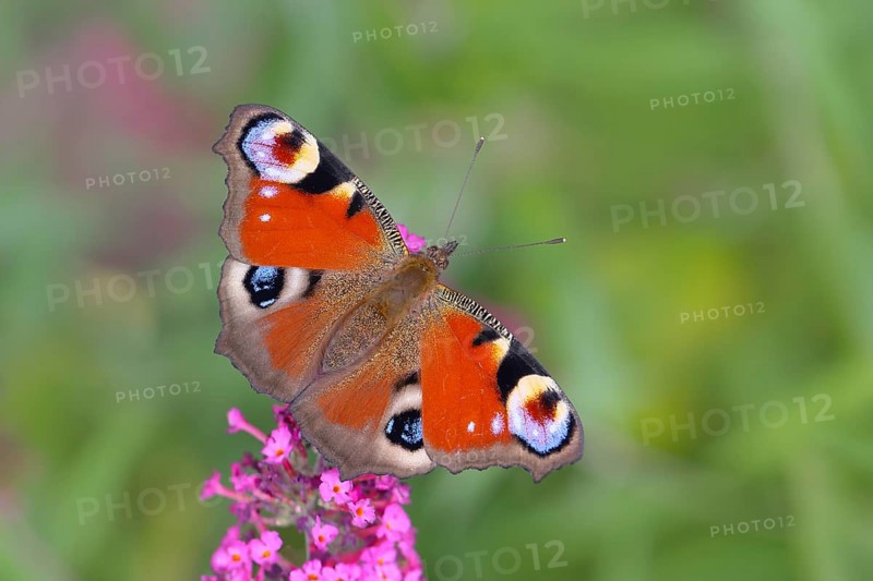 European peacock (Inachis io) sucking nectar on butterfly-bush (Buddleja davidii), butterfly bush, in a natural environment in the wild, wildlife, insects, butterflies, butterflies, Siegerland, North Rhine-Westphalia, Germany, Europe