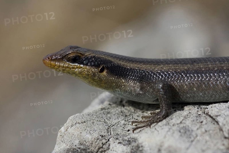 Striped skink, (Mabuya striata), male, Kaudum NP, Namibia, Africa, Africa