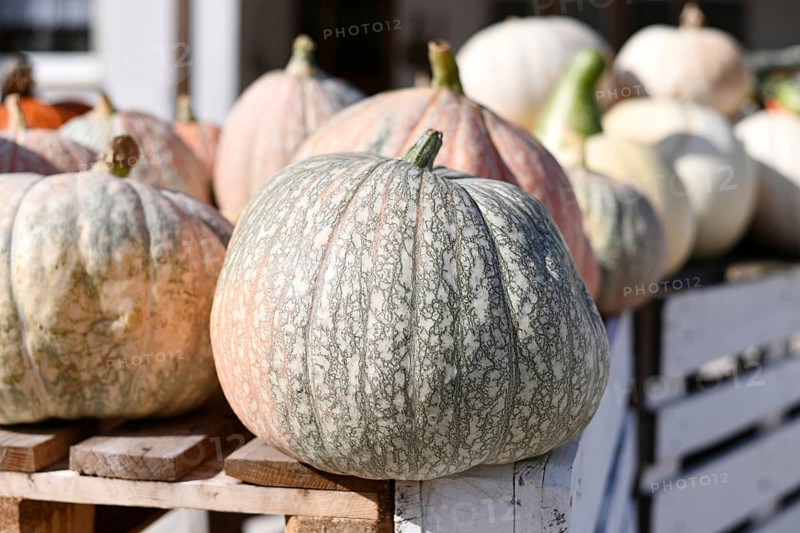 Close up of Cucurbita maxima 'One-too-Many' pumpkin at farmer's market