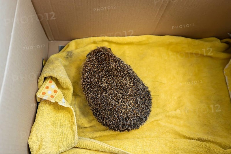 European hedgehog (Erinaceus europaeus) standing on a yellow towel in a large cardboard box, well-fed, top view from above, male animal, older, sick, transport box, endangered, Ruhr area, North Rhine-Westphalia, Germany, Europe