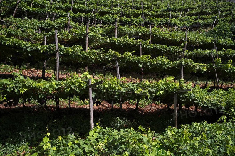 Ripe grapes, grapes, red, hanging on vines, cultivation method pergola training, viticulture, agriculture, agribusiness, Schenna, Scena, South Tyrol, Autonomous Province of Bolzano, Italy, Europe