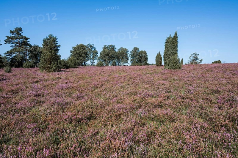 Heath landscape, flowering heather (Calluna vulgaris), juniper (Juniperus communis), Scots pine (Pinus sylvestris), blue sky, Lüneburg Heath, Lower Saxony, Germany, Europe