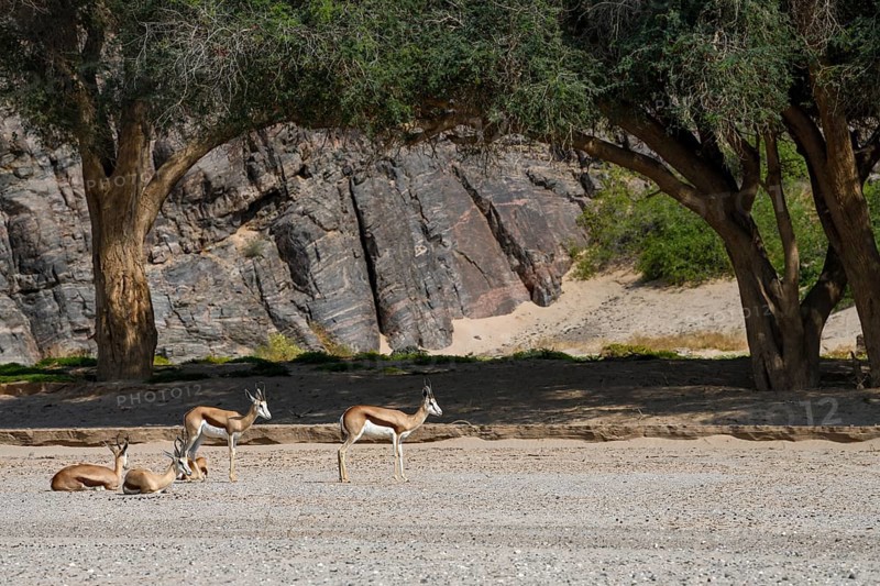 Angolan springboks (Antidorcas angolensis) in the Hoanib dry river, Kaokoveld, Kunene region, Namibia, Africa