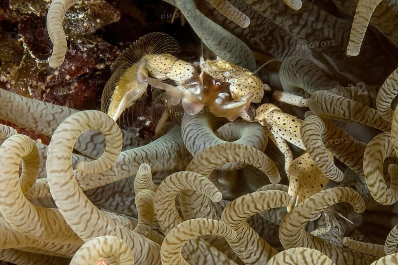 Yellow anemone porcelain crab (Neopetrolisthes alobatus) with blue dots on the body filters food out of the water with open compartments catching tools sits in partner anemone Sea anemone (Heteractis crispa) Leather anemone, Indian Ocean, Indo-Pacific, Mauritius, Africa