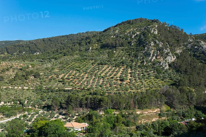 Green forested mountains and hills with a cloudless sky in the background, olive groves near Bedmar y Garcíez, Bedmar y Garciez, Jaén province, Jaen, Andalusia, Spain, Europe