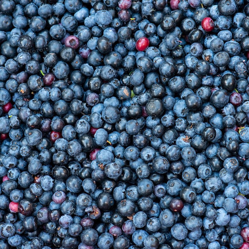 Fruit of the european blueberry (Vaccinium myrtillus), blueberry, harvest, Oldenburger Muensterland, Goldenstedt, Lower Saxony, Germany, Europe