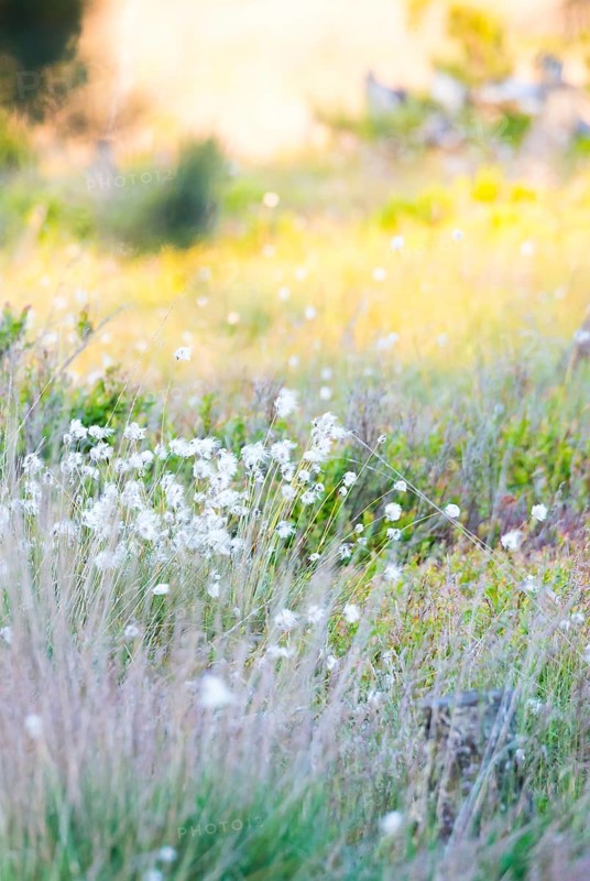 Warm evening light falls on a drier area of Pietzmoor with seed heads of hare's-tail cottongrass (Eriophorum vaginatum) (often labelled as flowers), cottongrass flower, grasses and european blueberry (Vaccinium myrtillus) all around, Pietzmoor nature reserve, Lüneburg Heath, Lower Saxony, Germany, Europe