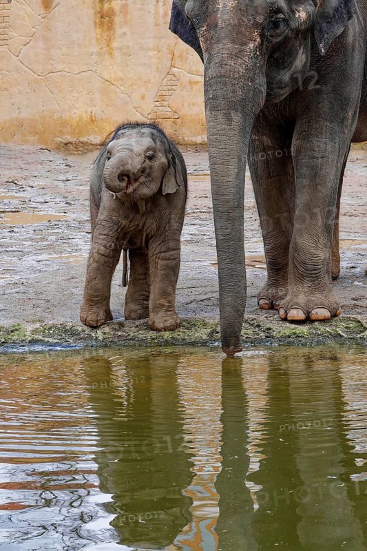 Asian elephant (Elephas maximus), juvenile and cow elephant, captive, distribution southern and south-eastern Asia